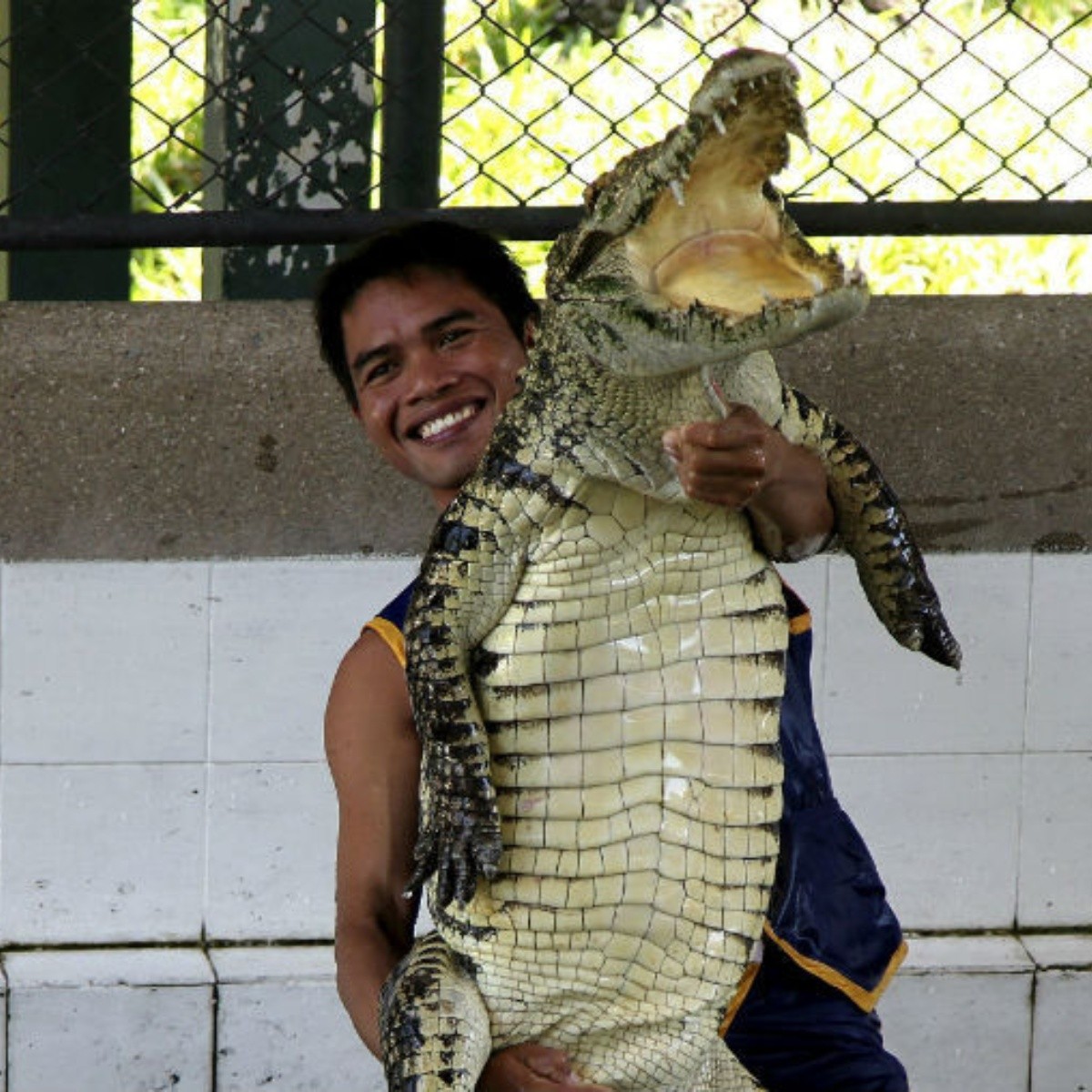 Granjas tailandesas realizan ''corridas'' de cocodrilos siameses | El  Informador