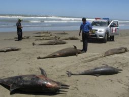 El mar de Perú se tiñe de rojo con la muerte de hasta 15 mil delfines al año. ESPECIAL /