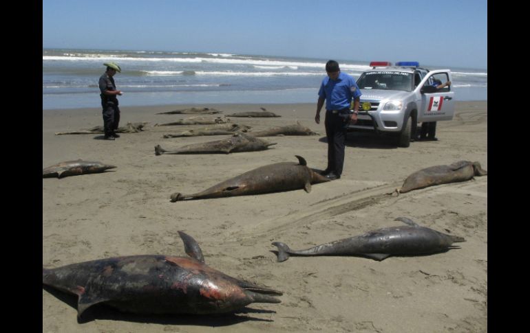 El mar de Perú se tiñe de rojo con la muerte de hasta 15 mil delfines al año. ESPECIAL /