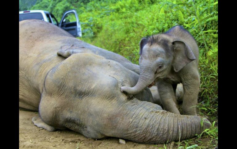 La matanza de elefantes y otras especies con cianuro es la peor catástrofe ecológica que sufre Zimbabue. ARCHIVO /