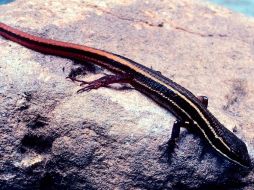 La lagartija de colores, denominada Cercosaura hypnoides, puede estar en peligro de extinción. EFE /