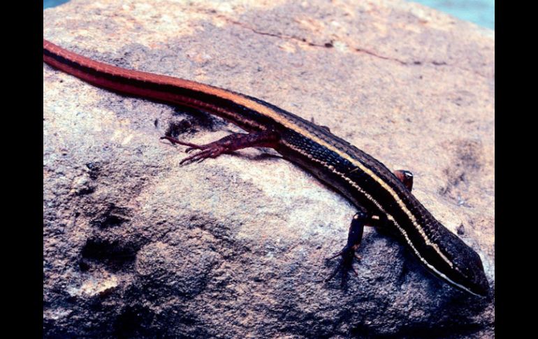 La lagartija de colores, denominada Cercosaura hypnoides, puede estar en peligro de extinción. EFE /