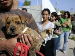 Milagros Caninos A.C. exhortó a la población a sumarse a la petición para que no aprueben el IVA en alimentos para mascotas. ARCHIVO /