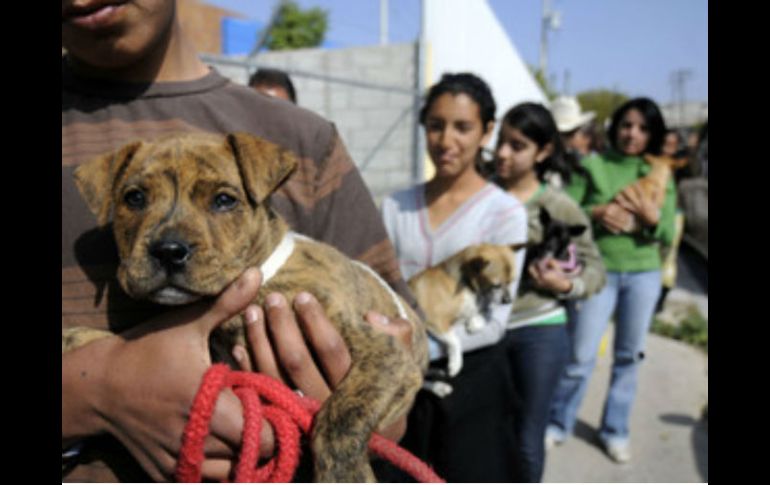 Milagros Caninos A.C. exhortó a la población a sumarse a la petición para que no aprueben el IVA en alimentos para mascotas. ARCHIVO /