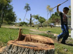 Los daños que hizo el Siapa al arbolado del Bosque Pedagógico del Agua en Zapopan son irreparables. ARCHIVO /