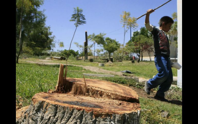 Los daños que hizo el Siapa al arbolado del Bosque Pedagógico del Agua en Zapopan son irreparables. ARCHIVO /