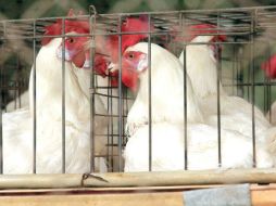 Contingencia. Cuando se presentó la gripe aviar, la mayoría de las granjas de aves no tenía un seguro. CUARTOSCURO  /