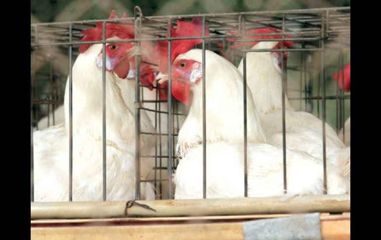 Contingencia. Cuando se presentó la gripe aviar, la mayoría de las granjas de aves no tenía un seguro. CUARTOSCURO  /