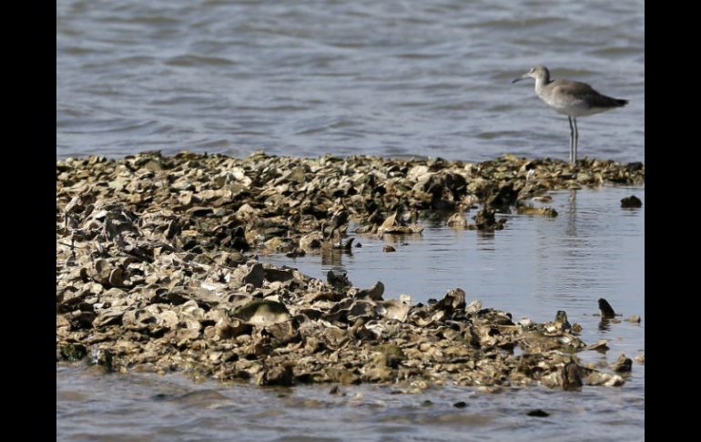 Como 'tope' natural para los huracanes, los arrecifes son un proyecto viable para comunidades en riesgo. AP /