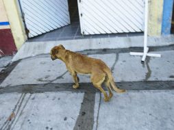 Las personas con más de un perro podrían abandonarlos ante la imposición de IVA en el alimento para las mascotas. ARCHIVO /