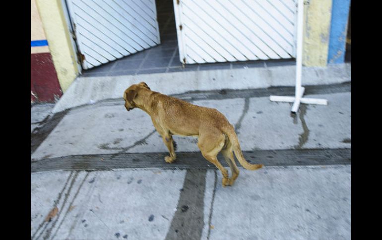 Las personas con más de un perro podrían abandonarlos ante la imposición de IVA en el alimento para las mascotas. ARCHIVO /