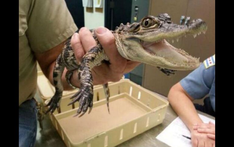 El reptil de aproximadamente 30 centímetros de largo, fue capturado por un agente. ESPECIAL /