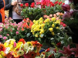 Más de 16 mil flores y plantas se tejerán para esta alfombra de mil 700 metros cuadrados. ARCHIVO /