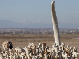 El marfil decomisado se estima por funcionarios de medio ambiente de EU, que corresponde a unos dos mil elefantes. EFE /