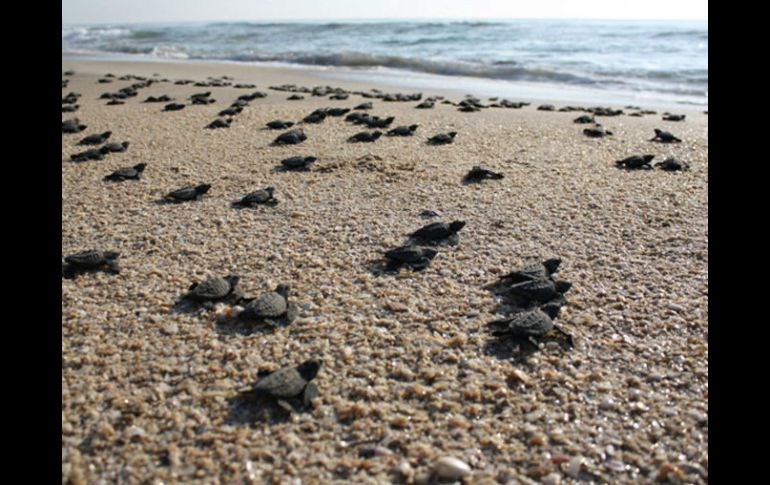 En las labores de conservación este 2013 se ha logrado la protección de cinco mil 172 nidos y 487 mil 506 huevos. ARCHIVO /