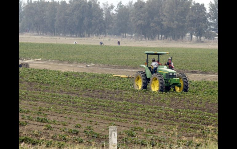 Resaltan liderazgo de Jalisco en producción de alimentos como clave para competitividad. ARCHIVO /