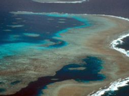 La Gran Barrera alberga 400 tipos de coral, mil 500 especies de peces y cuatro mil variedades de moluscos. ARCHIVO /