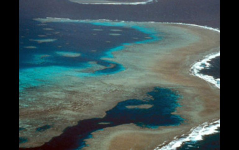 La Gran Barrera alberga 400 tipos de coral, mil 500 especies de peces y cuatro mil variedades de moluscos. ARCHIVO /