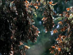 La reserva natural todavía espera que lleguen más ejemplares de mariposas monarca. EFE /