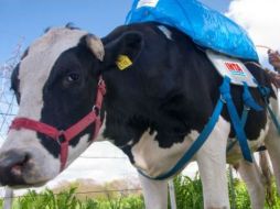 El gas metano producido por los gases llena una bolsa plástica que, a modo de mochila, se ubica en el lomo del animal. ESPECIAL /