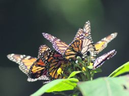 Santuario. La mariposa monarca se convierte en el eje de diversas propuestas culturales.  /