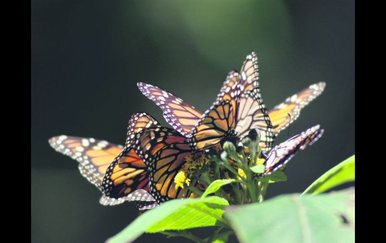 Santuario. La mariposa monarca se convierte en el eje de diversas propuestas culturales.  /