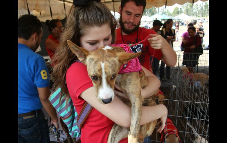 Una vez que pasó el registro y las mascotas pasaron por revisión médica, se comenzaron a concretar las entregas.  /