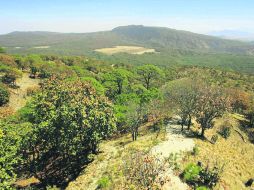 Pulmón de la metrópoli. La reserva Bosque La Primavera podría recibir el próximo año 15 millones de pesos.  /