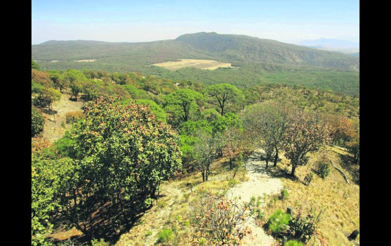 Pulmón de la metrópoli. La reserva Bosque La Primavera podría recibir el próximo año 15 millones de pesos.  /