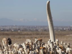 Las incautaciones de marfil son consideradas un claro indicador de los niveles del tráfico ilícito de este producto. EFE /