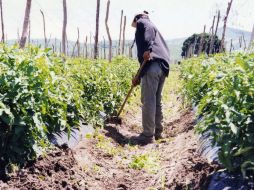 Existe una gran cantidad de profesionistas del sector agroalimentario que están subutilizados. ARCHIVO /