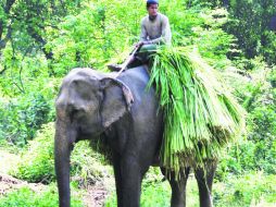 Paisaje. En la selva de Chitwan en Nepal la bella Hira calli, guiada por Shian su mahut, camina con su carga de pastura.  /