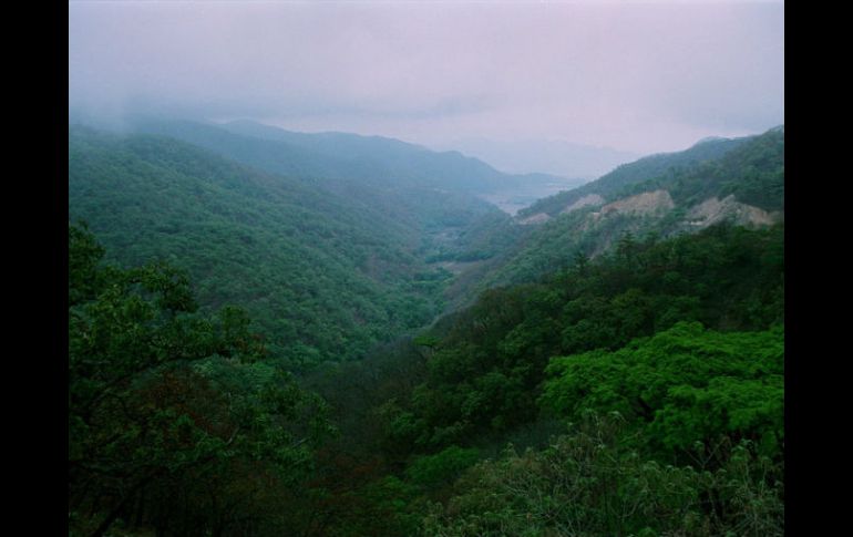 Buscan lograr que los bosques de Jalisco sean productivos para los dueños y poseedores de terrenos forestales. ARCHIVO /