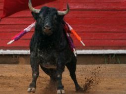 El torero, de 29 años, era originario de Peto, Yucatán, región conocida por la valentía de sus toreros. ARCHIVO /