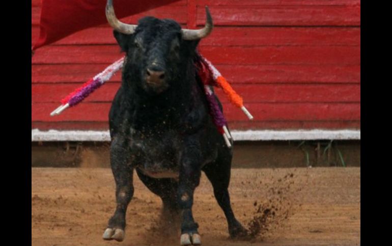 El torero, de 29 años, era originario de Peto, Yucatán, región conocida por la valentía de sus toreros. ARCHIVO /