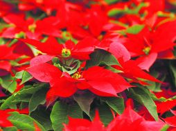 La Nochebuena es uno de los productos de mayor importancia en el ramo de las plantas ornamentales en el país. NTX /