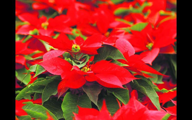 La Nochebuena es uno de los productos de mayor importancia en el ramo de las plantas ornamentales en el país. NTX /