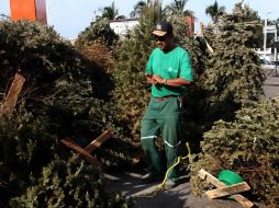 La Dirección de Parques y Jardines de Guadalajara se encarga del reciclaje de los árboles de Navidad. ARCHIVO /