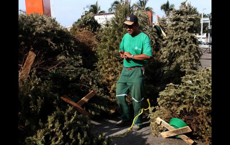 La Dirección de Parques y Jardines de Guadalajara se encarga del reciclaje de los árboles de Navidad. ARCHIVO /