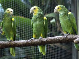 La ONG Fundación Pro Aves, contactó con la Fundación Loro Parque para proteger estos animales. EFE /