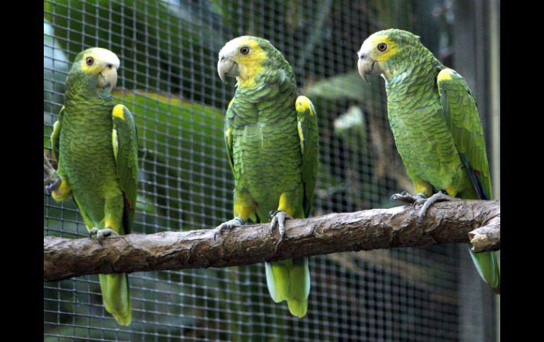 La ONG Fundación Pro Aves, contactó con la Fundación Loro Parque para proteger estos animales. EFE /