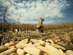 En el último año se importaron 950 mil toneladas de maíz blanco, la mayoría procedente de Sudáfrica. ARCHIVO /