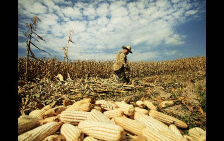 Autoridades estatales y federales prometieron a agricultores buscar aumentar el pago por tonelada de maíz a cuatro mil 100 pesos.  /