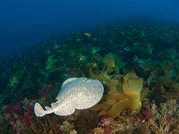 Existen también algunas especies migratorias como el tiburón peregrino, la tortuga cabezuda y cetáceos como la ballena o el delfín. ESPECIAL /