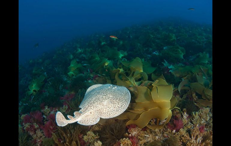 Existen también algunas especies migratorias como el tiburón peregrino, la tortuga cabezuda y cetáceos como la ballena o el delfín. ESPECIAL /