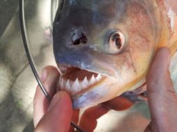 Las palometas son peces carnívoros, de dientes afilados y muy agresivos. ARCHIVO /