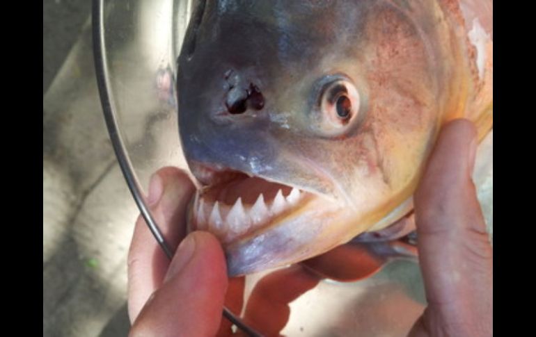 Las palometas son peces carnívoros, de dientes afilados y muy agresivos. ARCHIVO /