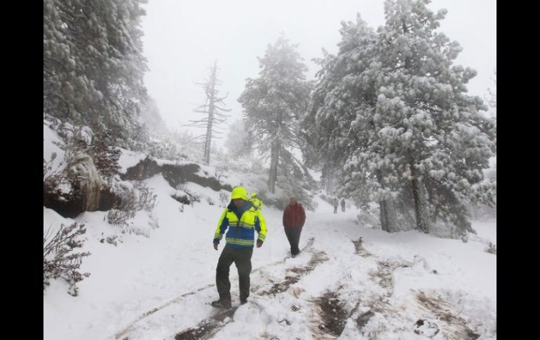 El Parque del Nevado de Colima se encuentra con nieve a 3 mil 900 metros sobre el nivel del mar. ARCHIVO /