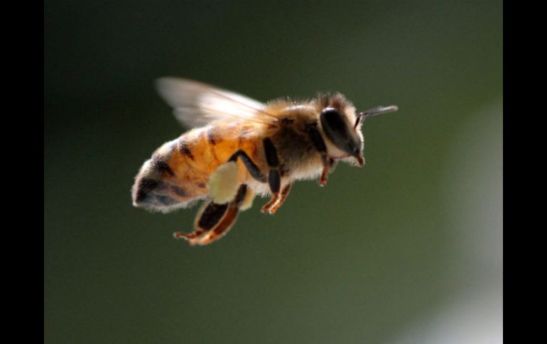 Si las abejas desaparecen, la polinización ya no se podría llevar a cabo y se reduciría la producción de alimentos. ARCHIVO /