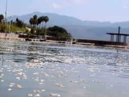 La CEA advierte que el agua que entra a la Laguna de Cajititlán no está completamente limpia.  /